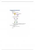 JMU Bio 140 Chemical Composition & Structure of DNA Notes 