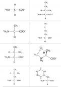 Flashcards aminozuren zonder eigenschappen - Moleculaire en cellulaire biologie (K0B01A)