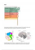 Verduidelijking afbeeldingen midterm Medische Neurowetenschappen en Neuro-Anatomie