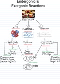 Metabolic Reactions