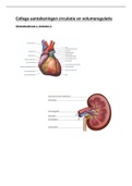 Uitgebreide samenvatting alle colleges circulatie en volumeregulatie.