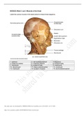 Exam (elaborations) BIOS252 Week 3 Lab: Neurophysiology 