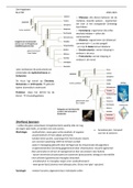 Samenvatting Algemene dierkunde  hoofdstuk diersoorten + evolutie 