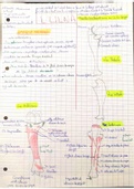 Anatomie 1 - Ostéologie du membre supérieur 