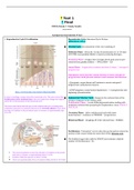 NURSING 306 / N306 Exams 1 & 2 Study Guides OB Hartman GOLD Guides, Complete Solutions, A  Guide.