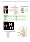 Volledige uitwerking anatomie van de Pols en Hand
