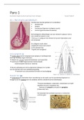 Samenvatting Parodontium 1 (B1Td2t)