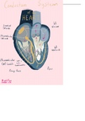 Conducting and Blood Flow through the Heart