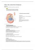 Biologie cursus samenvatting college 1 cellen, weefsels, bloed en bloedgroepen