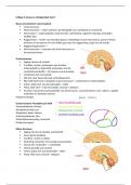 Biologiecursus samenvatting zenuw en zintuigstelsel deel 1