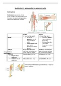 Samenvatting Biogenie 3.2 spierwerking