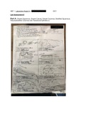 A&P I: Lab 4: Tissues 1/Epithelial