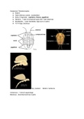 Arthropod - Subphylums and Classes