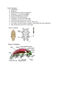 Panarthropoda - Phylum Tardigrada