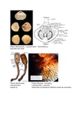 Biol 485L - Lab Practical 3 Notes