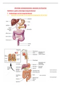 Samenvatting kindzorg en pediatrie: pathologie