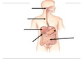  BIO 256  LAB PRACTICUM STUDY GUIDE |LATEST UPDATE 