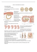 samenvatting natuurwetenschappen T4 geboorte 5TSO