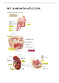 BIOS 256 LAB PRACTICUM STUDY GUIDE  