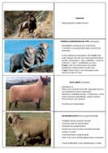 Flashcards van schapenrassen