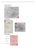 preparaten histologie