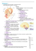 Samenvatting blok 1.4C 'the human body'