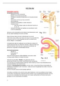 Samenvatting H12: Nier van Fysiologie B (2020-2021)