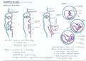 Embryologie: Deel 10 Lymfestelsel. Zeer uitgebreide en handgetekende samenvatting Embryologie