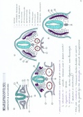 Embryologie: Deel 13 Bewegingsstelsel. Zeer uitgebreide en handgetekende samenvatting Embryologie