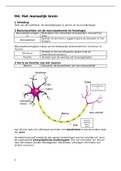 Samenvatting hoofdstuk 4 menselijk brein