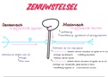 Schema's neuroanatomie 