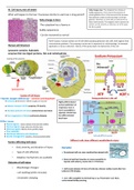 Cell injury and cell death