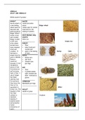 CENTRAL NERVOUS SYSTEM