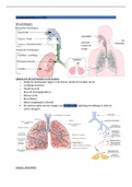 Samenvatting van longaandoening en COPD thema 4. Lesstof ter voorbereiding voor de digitale kennistoets thema 4 verpleegkunde. Albeda college leerjaar 2.