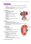 Complete samenvatting omtrent het uitscheidingsorgaan: de nieren en uitscheiding. Anatomie, fysiologie en begrippen thema 2. Albeda college leerjaar 1 verpleegkunde opleiding