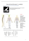 Neurokinesitherapie 1: samenvatting theorie en praktijk