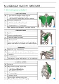 Flashcards Musculatuur 