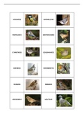 Samenvatting  Wereldoriëntatie Vogels 