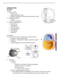 Samenvatting colleges Bindweefsel & weefselherstel Master Musculoskeletaal Specialist 1 - mobilisatie