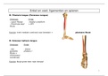 Spieren en ligamenten van de enkel en voet 