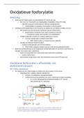 samenvatting zelfstudie: oxidatieve fosforylatie 