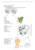 anatomie van man en vrouw