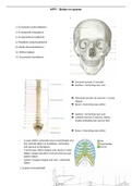 samenvatting afp1 spieren en botten 