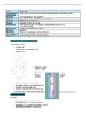 volledige samenvatting AFP1 2020-2021