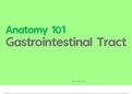 Summary of the Gastrointestinal System (Organs, Drainage, Supply)