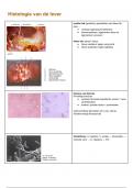 Overzicht histologische & radiologische beelden -  Abdomen 1 partim spijsverteringsorganen