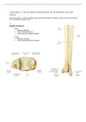 Volledige anatomie enkel (tweede jaar)