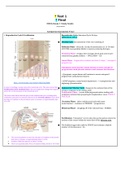 NURSING 306 - OB Exam 1 Study Guide.