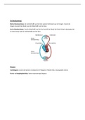 Samenvatting bloedsomloop & hart