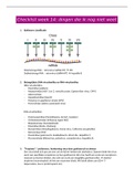 DNA - Immunoglobulinen - antigeenreceptoren